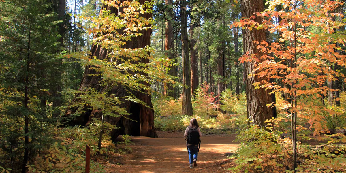 walking in the forest in big trees